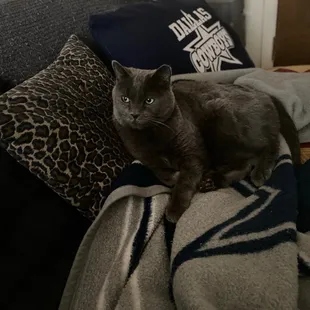a cat sitting on a couch