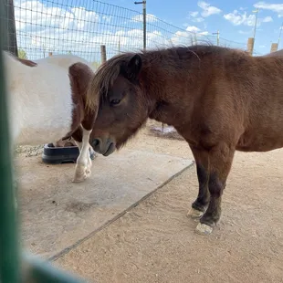 A pair of miniature horses