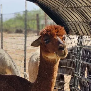 Curious Alpaca