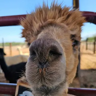 Friendly Alpaca