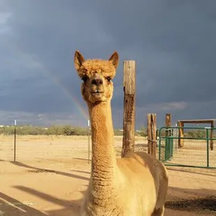 One of our extraordinary alpacas.