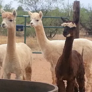 A few of our alpacas.