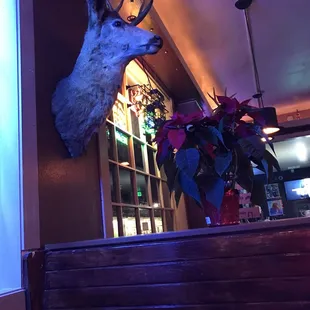 a deer head mounted on the wall