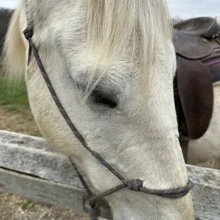 Joleen was the sweetest horse, she made feel like an experienced horse girl.