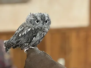 Sky Island Falconry