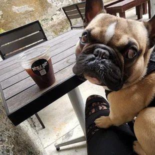 Furball, me, and a solid 12oz cold brew ($4), enjoying the cold and overcast summer day in their back patio. Nice &amp; quiet