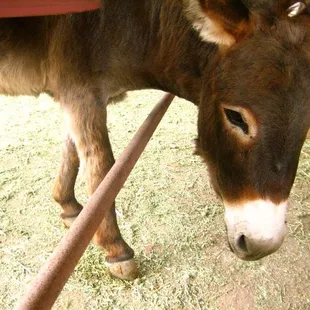 Double T Homestead Burro