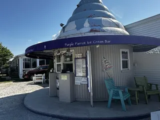 Purple Parrot
