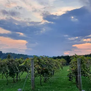 a field of grapes