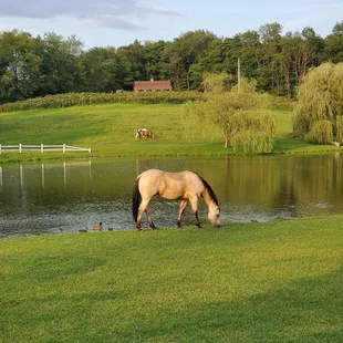 a horse grazing in a field