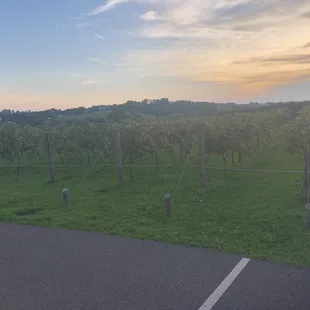 Outside are the grapes growing in the winery