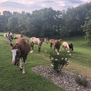 Horses roaming freely