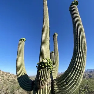 Lots on cool Cactus