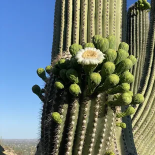 Cactus flowers