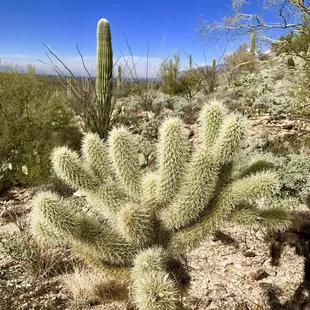 Chills cactus along Douglass spring trail