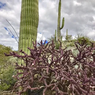 Purple cactus next to a saguaro along Douglass spring trail