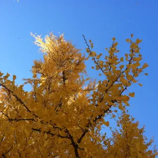 Ginkgo trees