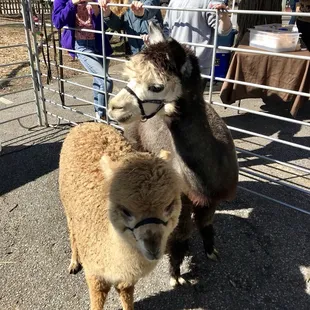 I overheard their names are Cupcake and Creme Brulee