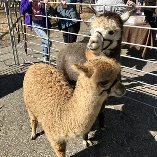 Alpacas