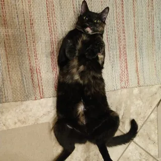 S B.