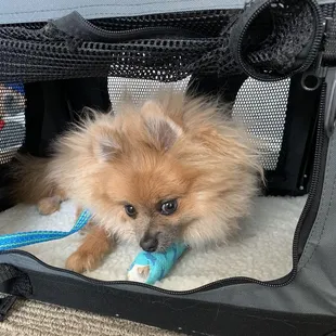 My Puppy with his broken leg