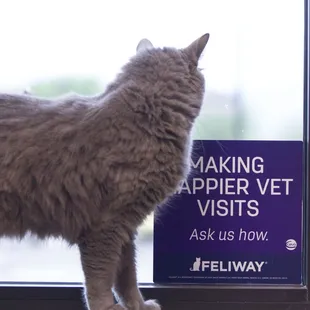 Cats are special!  We offer boarding in calm space and several doctors are certified "Fear Free" practitioners.  Ask us for details!