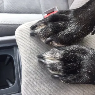 You probably can't tell, but these nails were just trimmed better than any other groomer I've ever used in 6 years for our Avery.