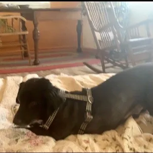 happy yogi just getting home with his new hair-do....