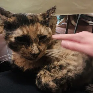 A happy (and now healthy) kitty.