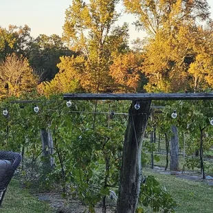 a view of the vineyard from the patio