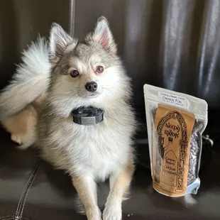 @koda.bear.pomsky loves down pour coffee and the staff!