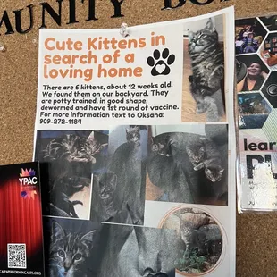 a cork board with pictures of cats