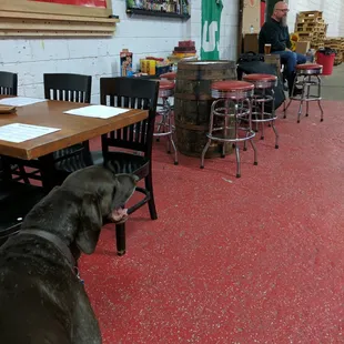 They have a brew pup!! His name is Jager!