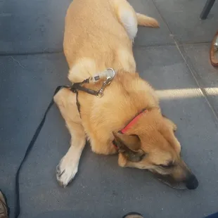 Downhill Duke's is a great dog friendly outdoor bar and restaurant.  Good local beers and a nice menu.