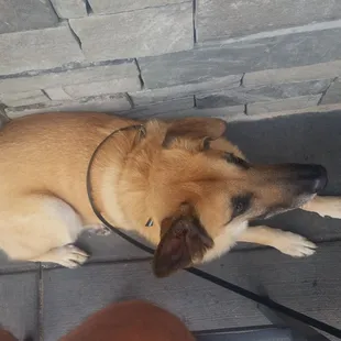 Downhill Duke's is a great pet friendly place.  The nachos and beer were delicious.  Darlene and Chris are great bartenders!