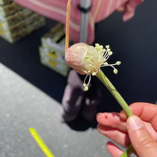 I did a thing and ate a raw hardneck garlic flowering stalk. Fact: only hardnecks bloom.