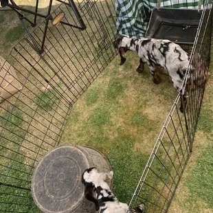 SkinnyFat Farms goat petting &amp; selfies available