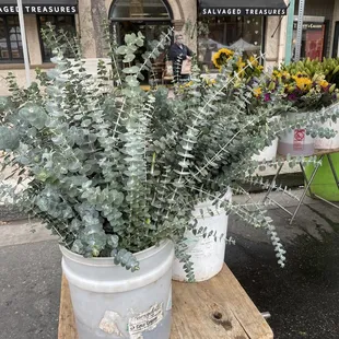 a potted eucalyptus plant