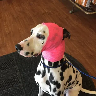 A closer look at my dog who was attacked by a dog - even though they were specifically instructed not to expose her to other dogs