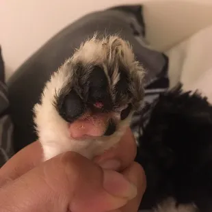 &quot;It&apos;s only a little pin point&quot; no it looks like his paw was scraped