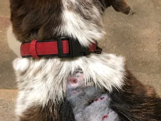 Dogtopia
