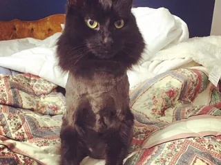 Ashley's Pet Spa