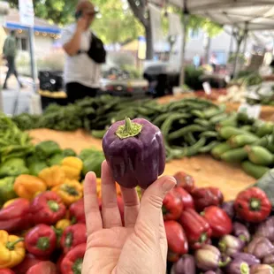  hand holding a purple bell pepper