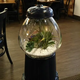 Its a handmade decoration using an old gumball machine with air plants inside.