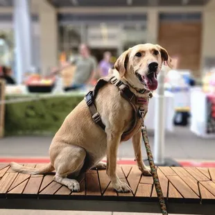 a dog sitting on a bench