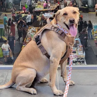 a dog sitting in front of a window