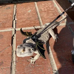 Store pet. One of two. Loves to be held and pet.