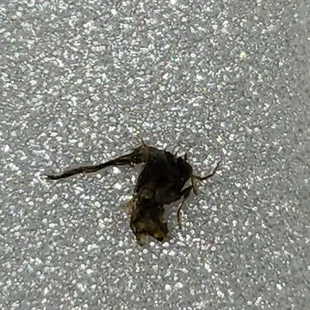 Dead bug