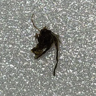 Dead bug