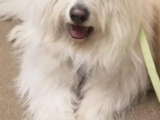 Crossroads Animal Hospital